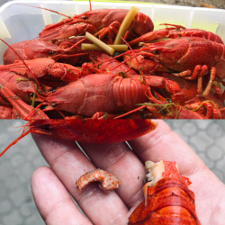 Раки вареные "Средний"