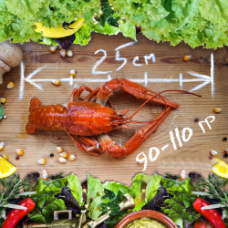 Раки вареные "Крупный"