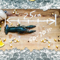 Раки живые "Средний"