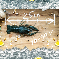 Раки живые "Средне-крупный"