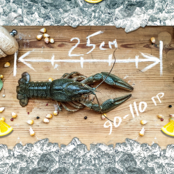 Раки живые "Крупный"