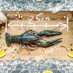 Раки живые "Отборный"